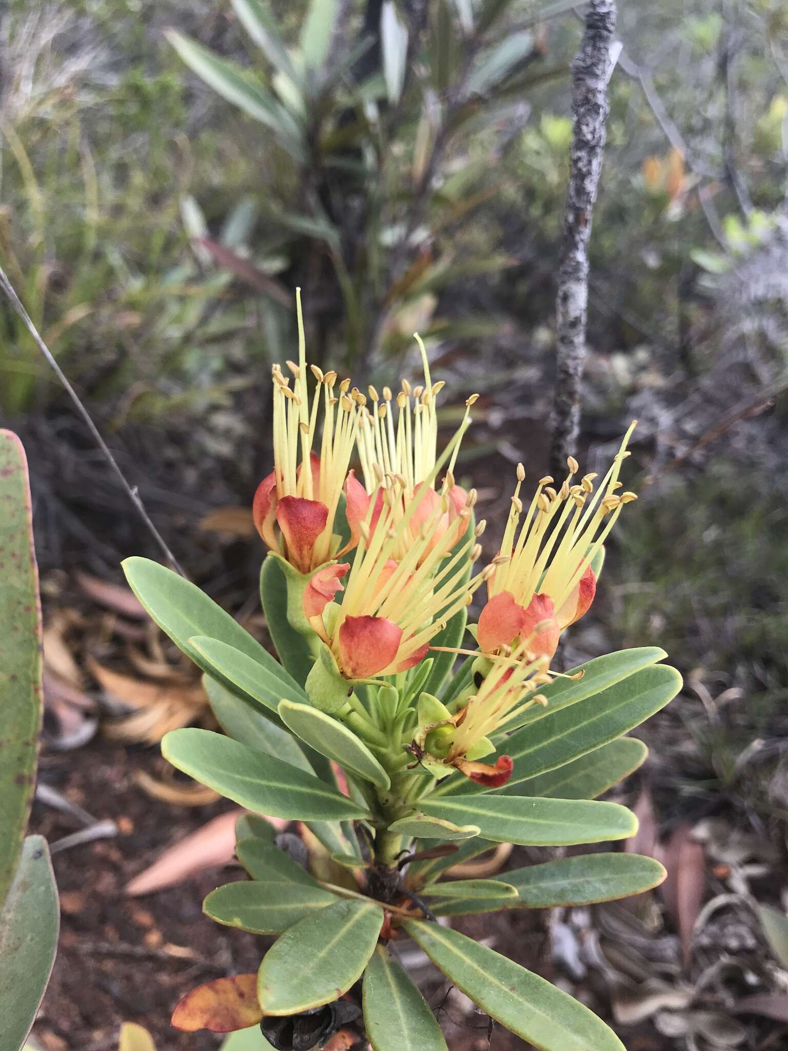 Imagem de Xanthostemon aurantiacus (Brongn. & Gris) Schlechter