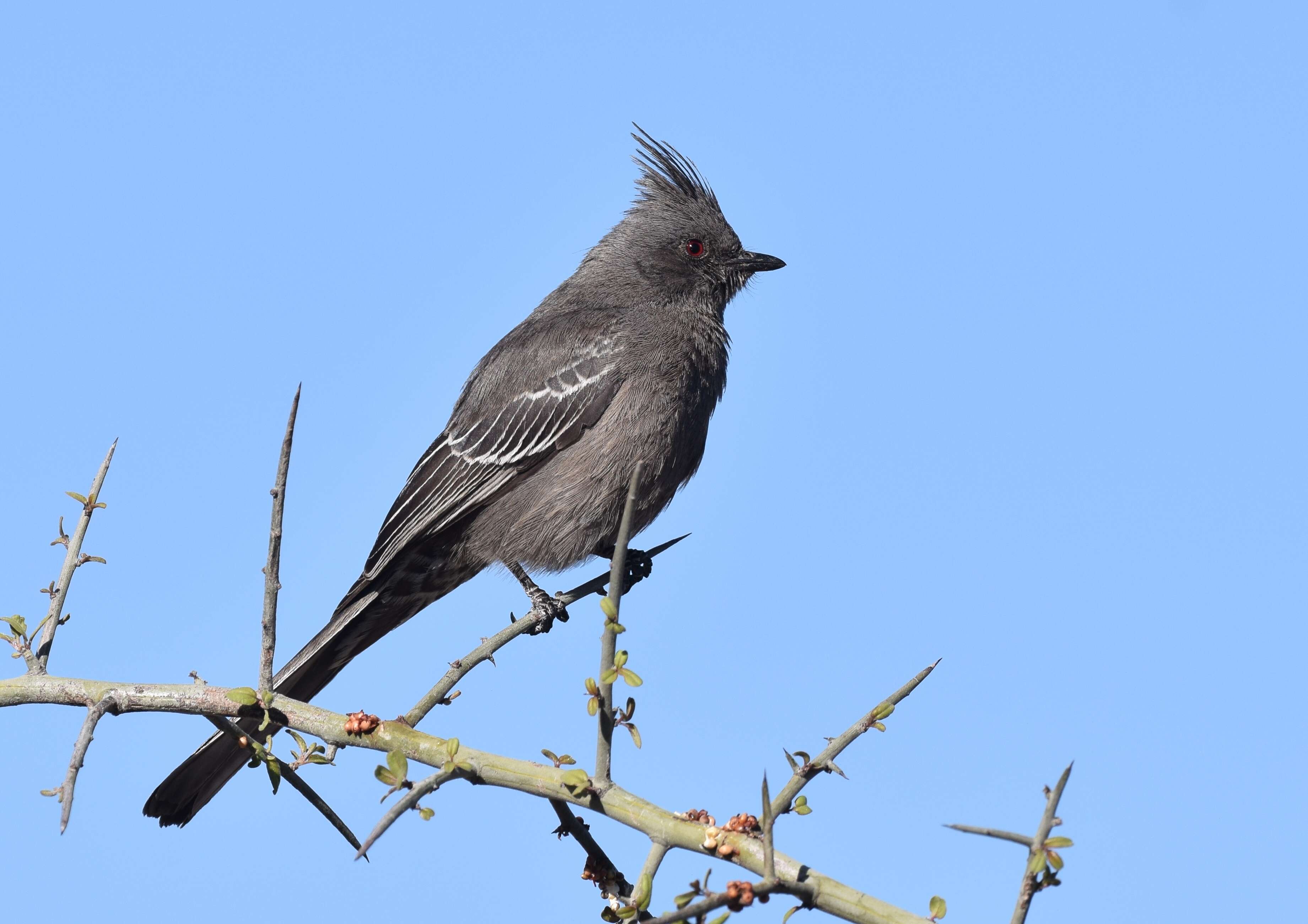 Phainopepla Baird & SF 1858的圖片