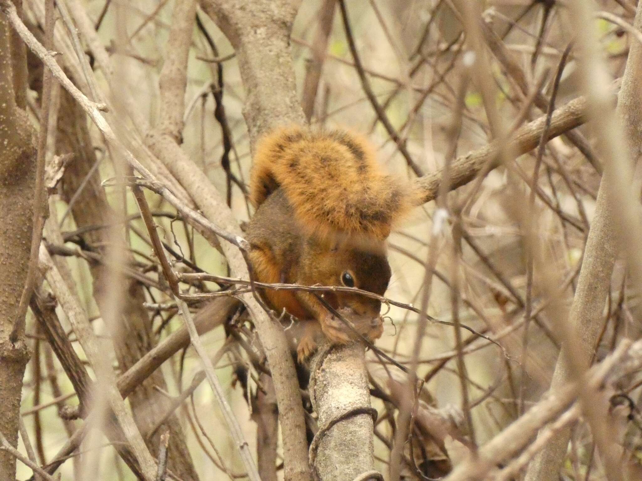 Image of Bolivian Squirrel