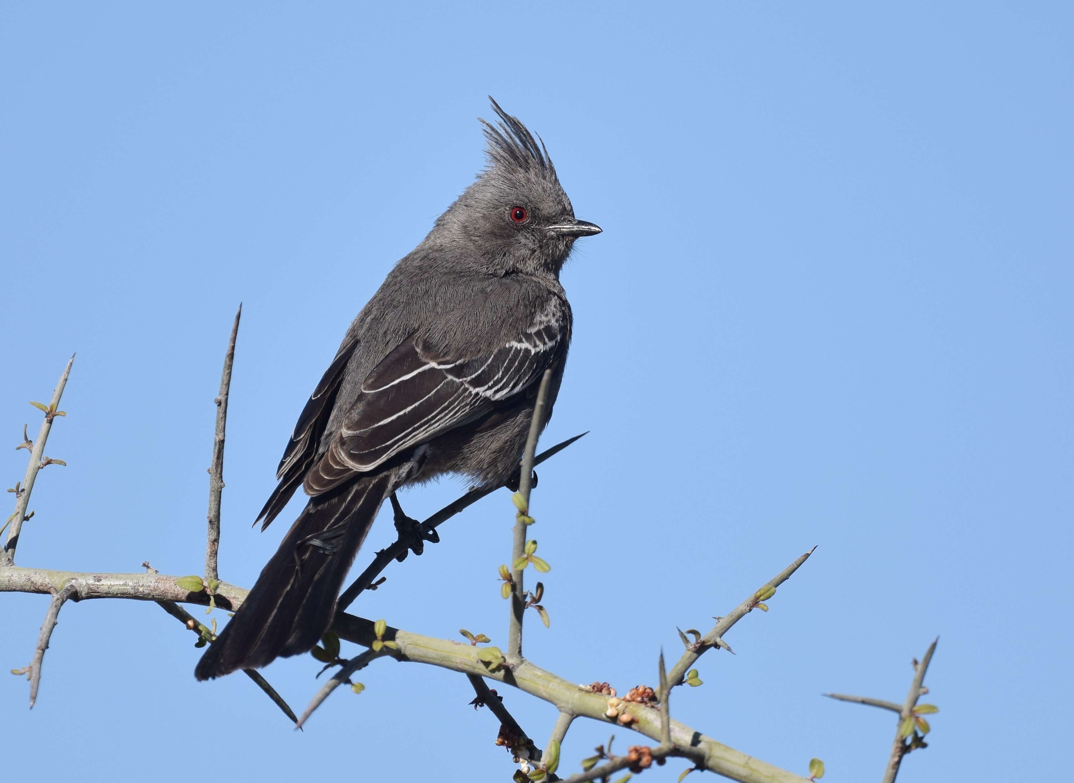 Phainopepla Baird & SF 1858的圖片