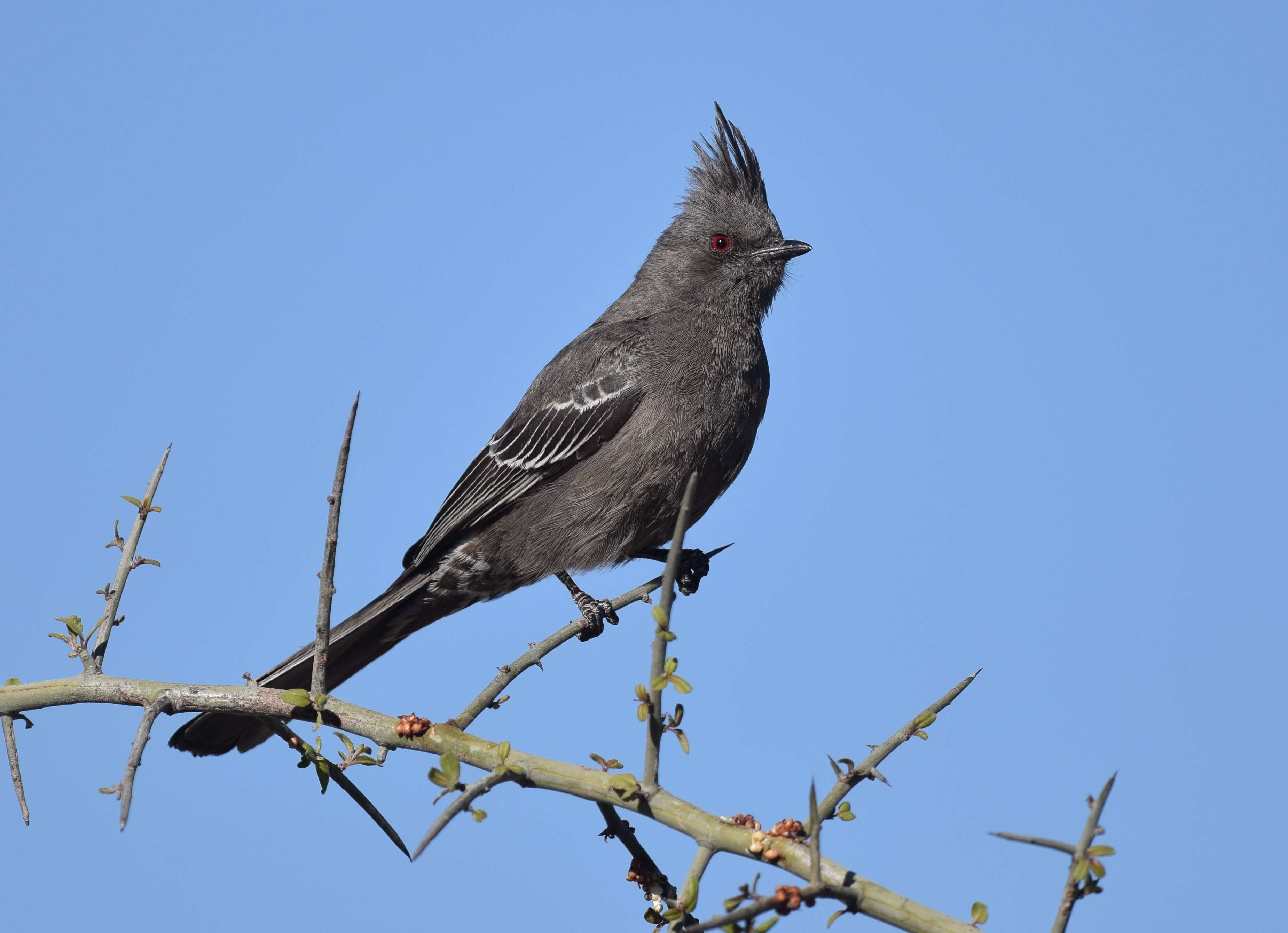 Phainopepla Baird & SF 1858的圖片