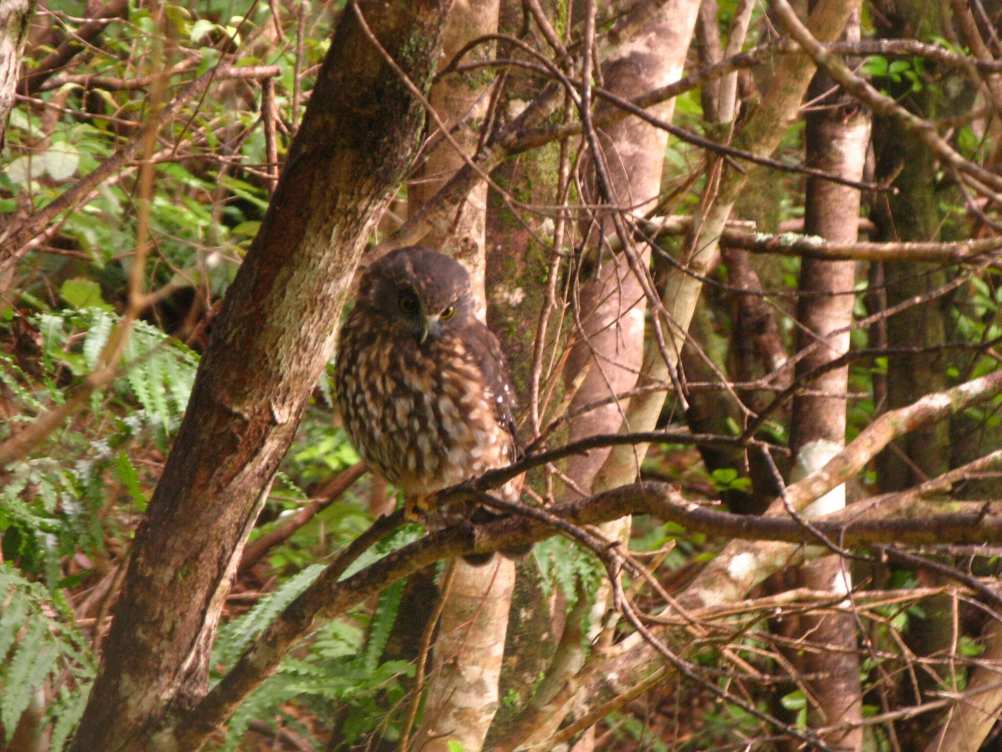 Image of Ninox novaeseelandiae novaeseelandiae (Gmelin & JF 1788)