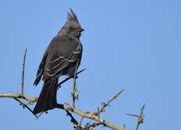 Image of Phainopepla Baird & SF 1858