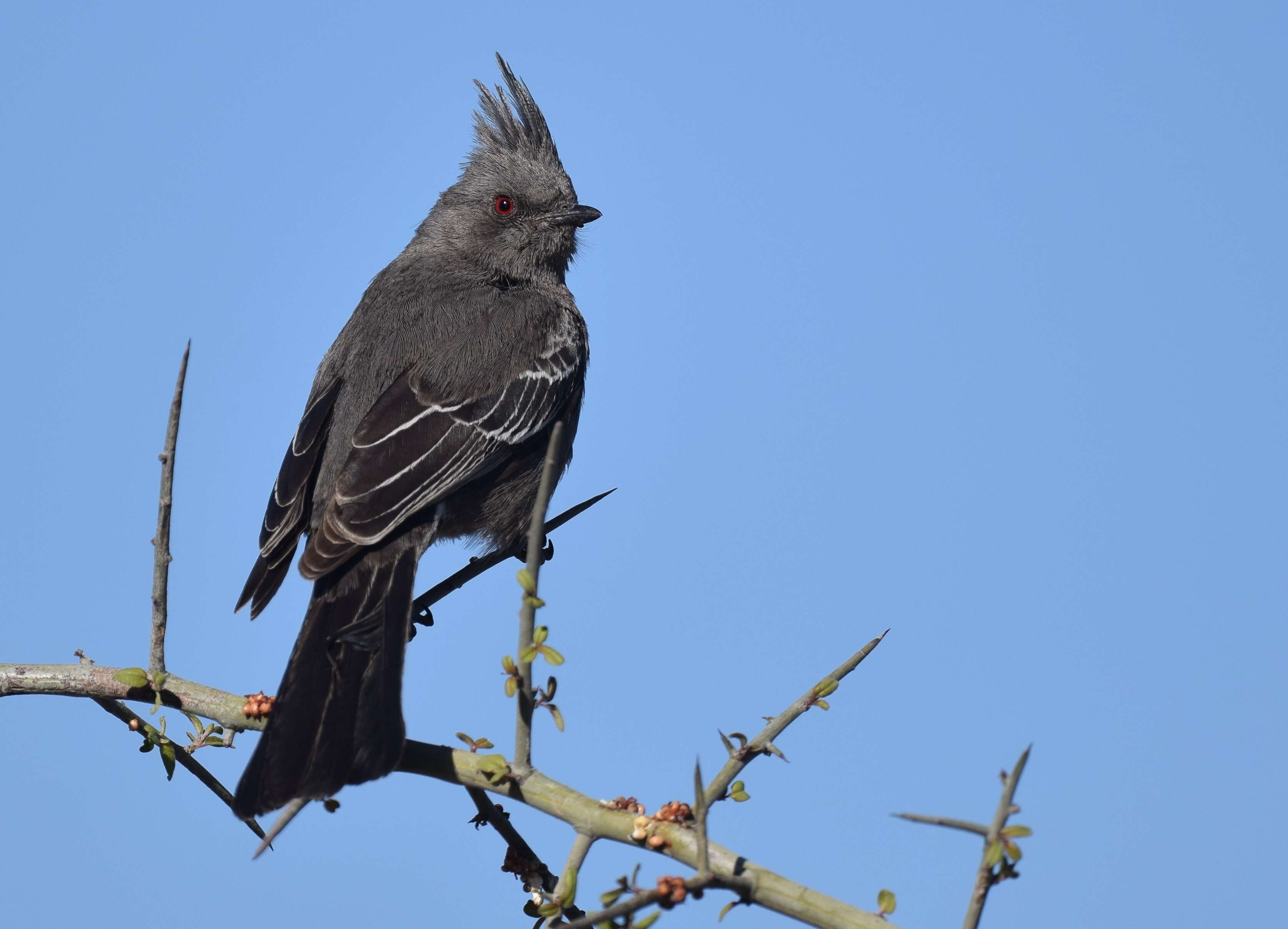 Image of Phainopepla Baird & SF 1858