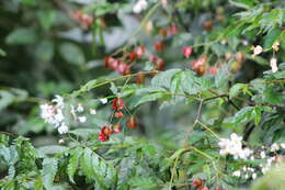 Image of Begonia fuscocaulis Brade