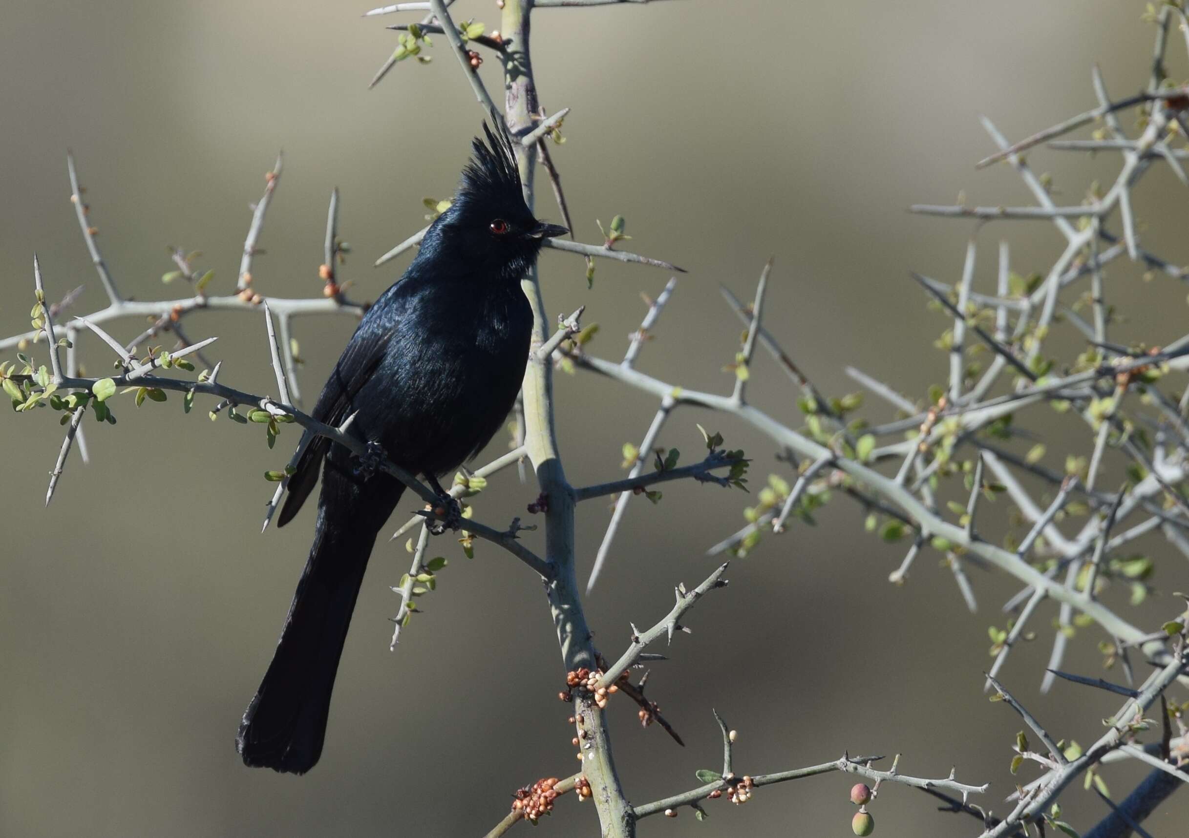 Phainopepla Baird & SF 1858的圖片