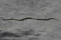 Image of Alameda Striped Racer