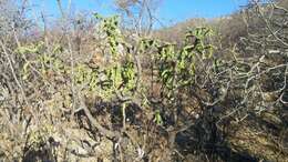 Image of Cylindropuntia cholla (F. A. C. Weber) F. M. Knuth