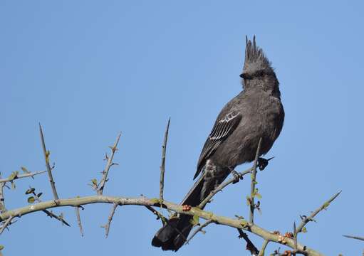 Image of Phainopepla Baird & SF 1858