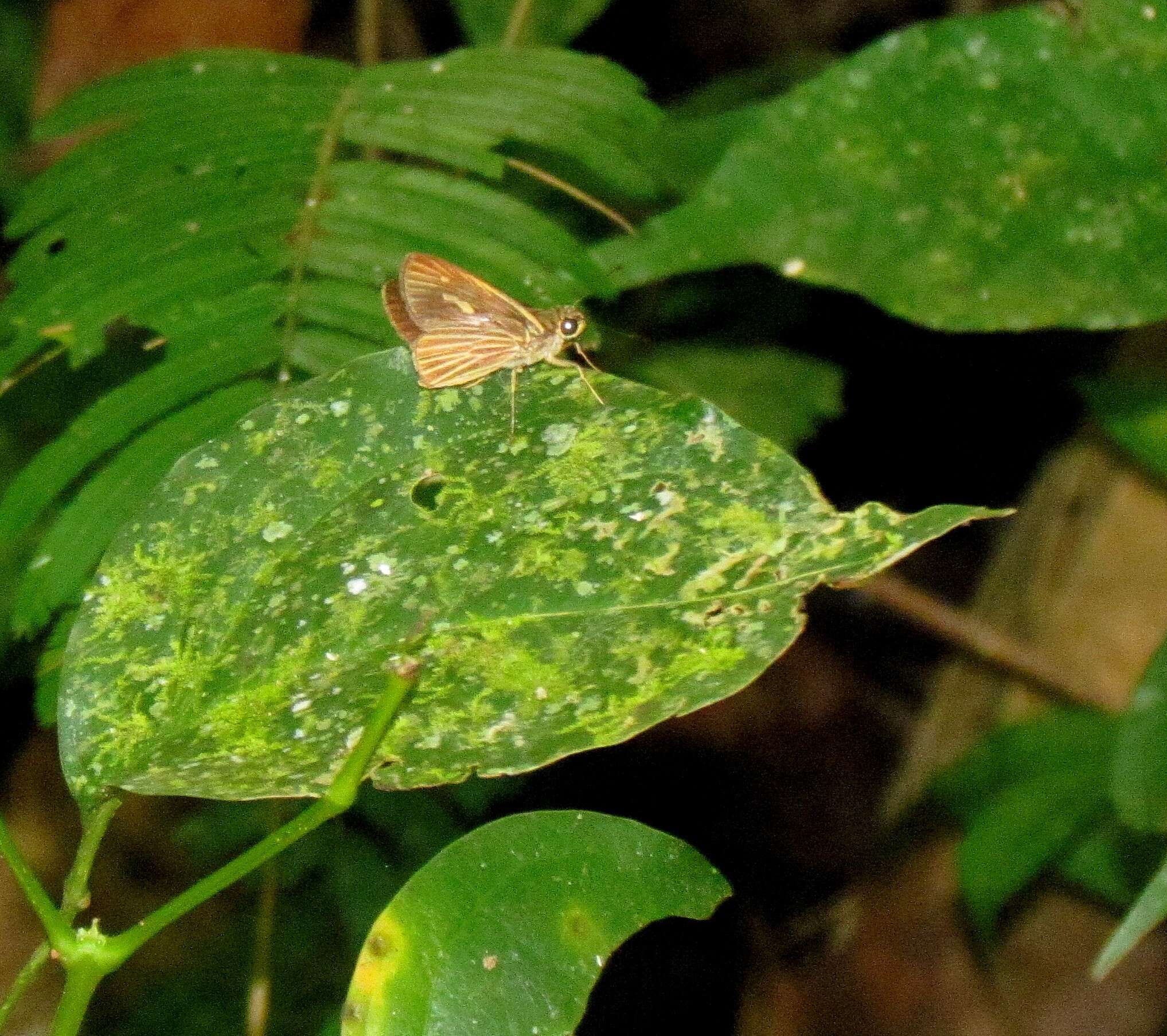 Image de Parphorus decora Herrich-Schäffer 1869