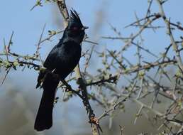 Image of Phainopepla Baird & SF 1858