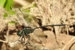 Image of Celebothemis delecollei Ris 1912