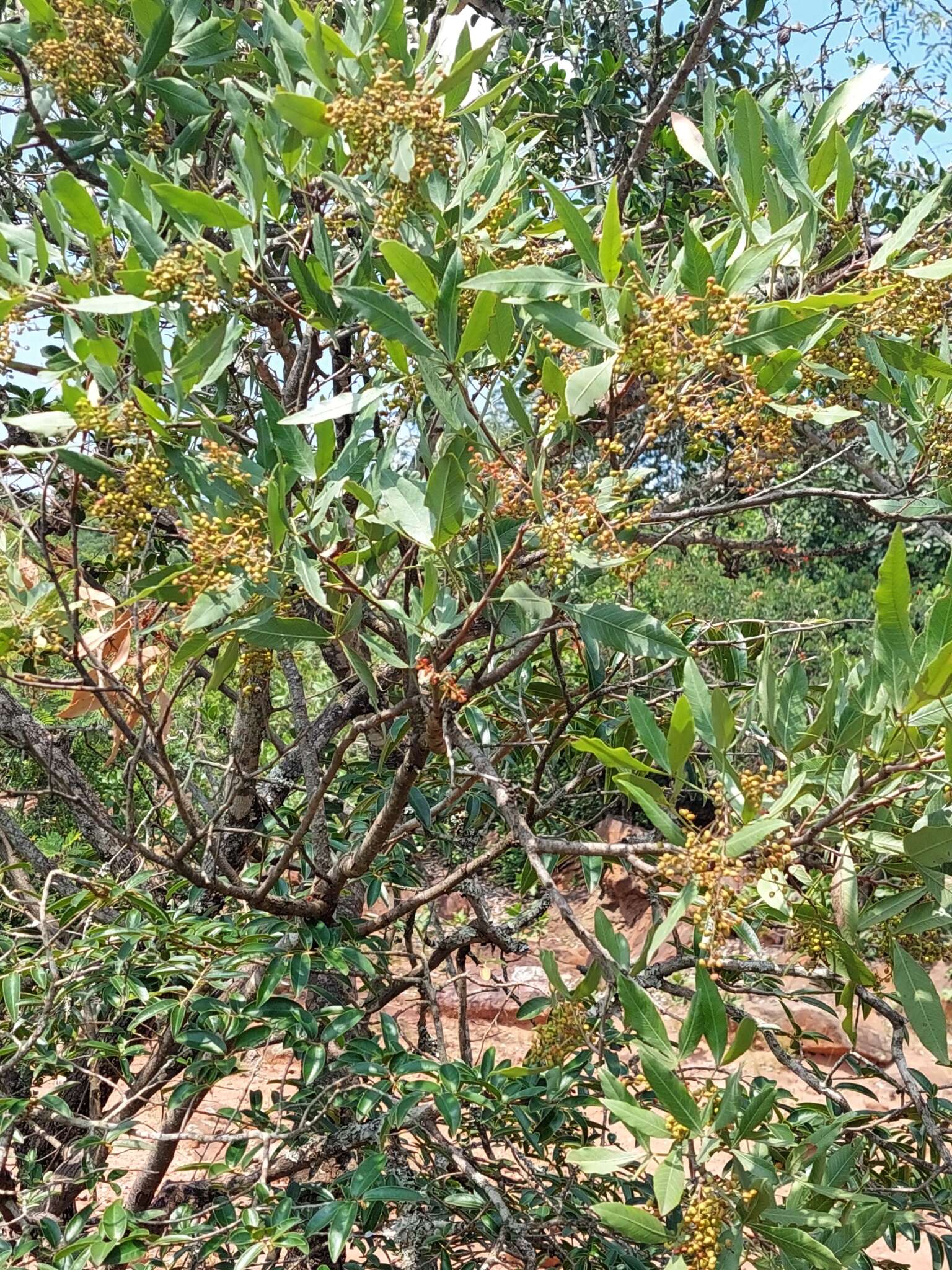 Image de Searsia magalismontana subsp. coddii (R. Fern. & A. Fern.) Moffett