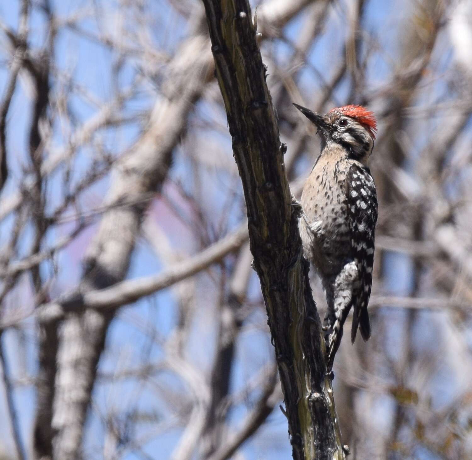 Image of Ladder-backed Woodpecker