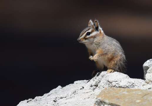 Image of Cliff Chipmunk