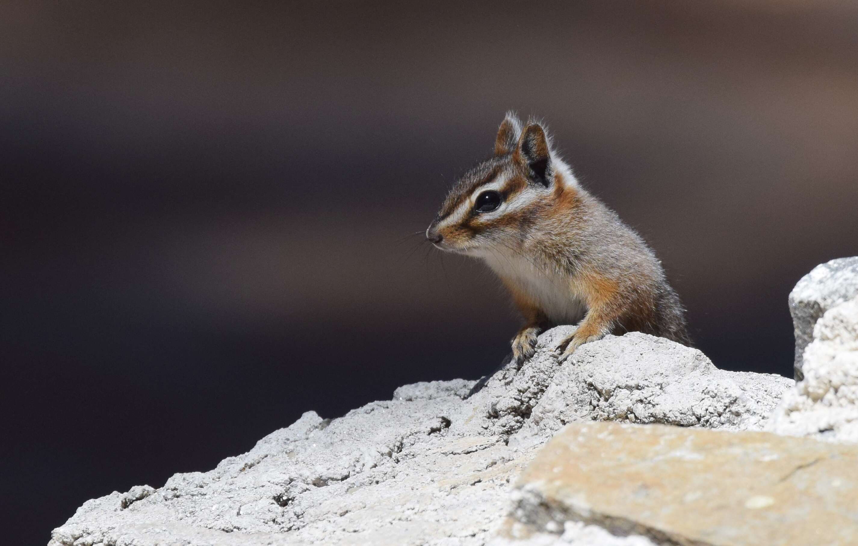 Image of Cliff Chipmunk