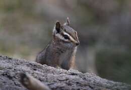 Image of Cliff Chipmunk