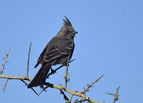 Image of Phainopepla Baird & SF 1858