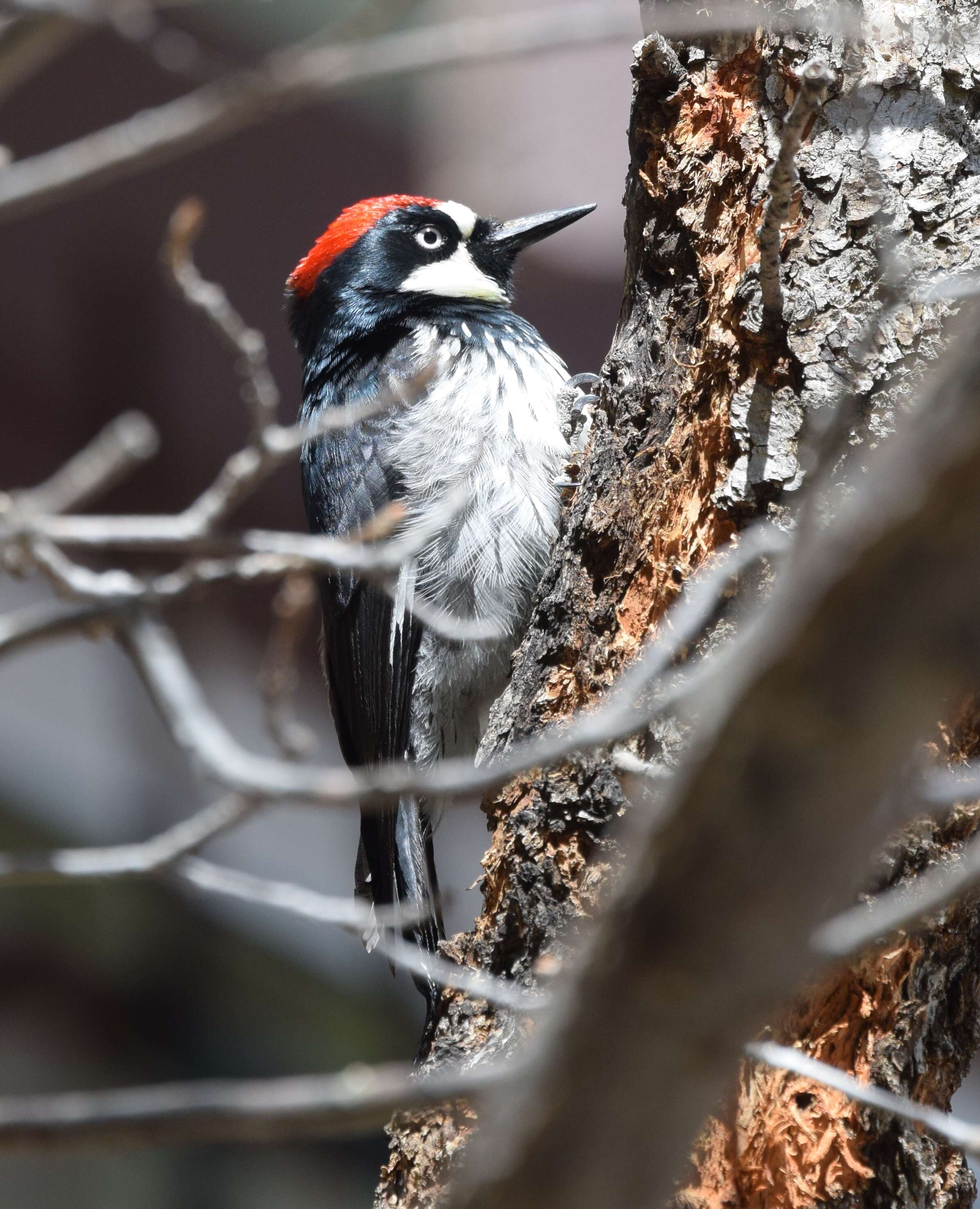 Image of Acorn Woodpecker