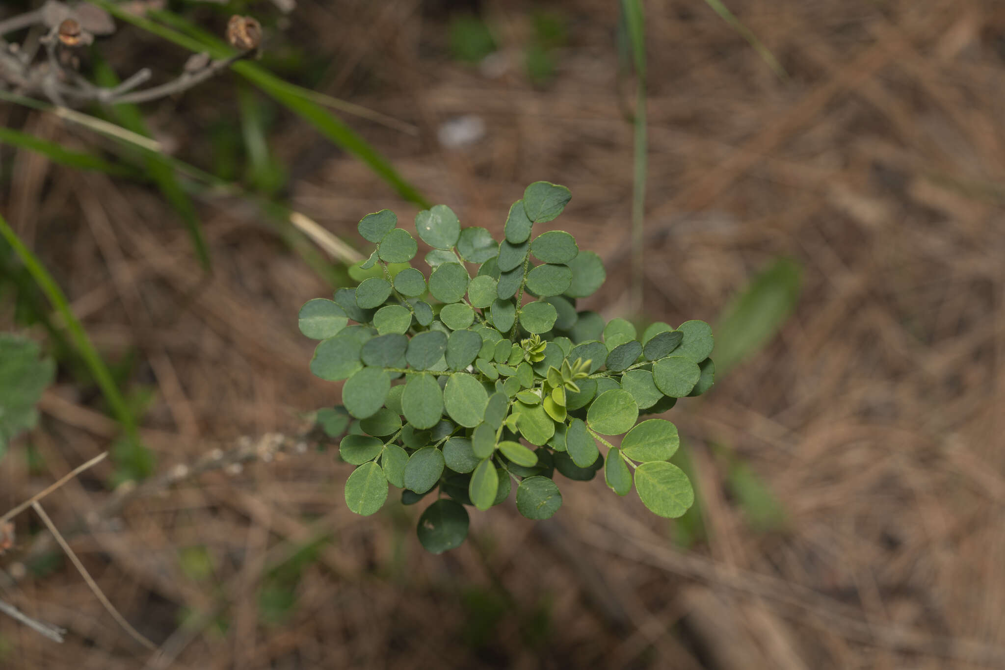 Слика од Colutea insularis