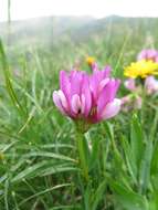 Image of alpine clover