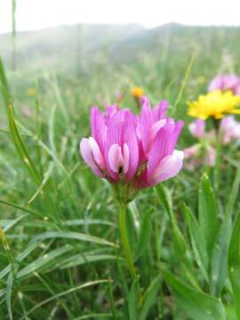 Trifolium alpinum L.的圖片