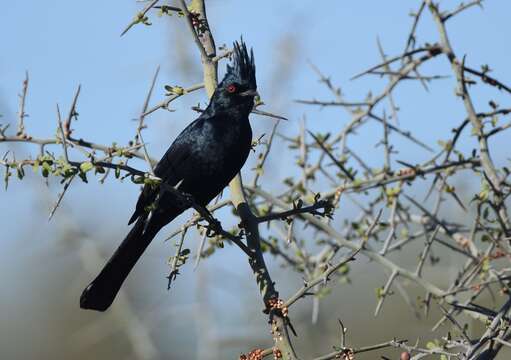 Image of Phainopepla Baird & SF 1858