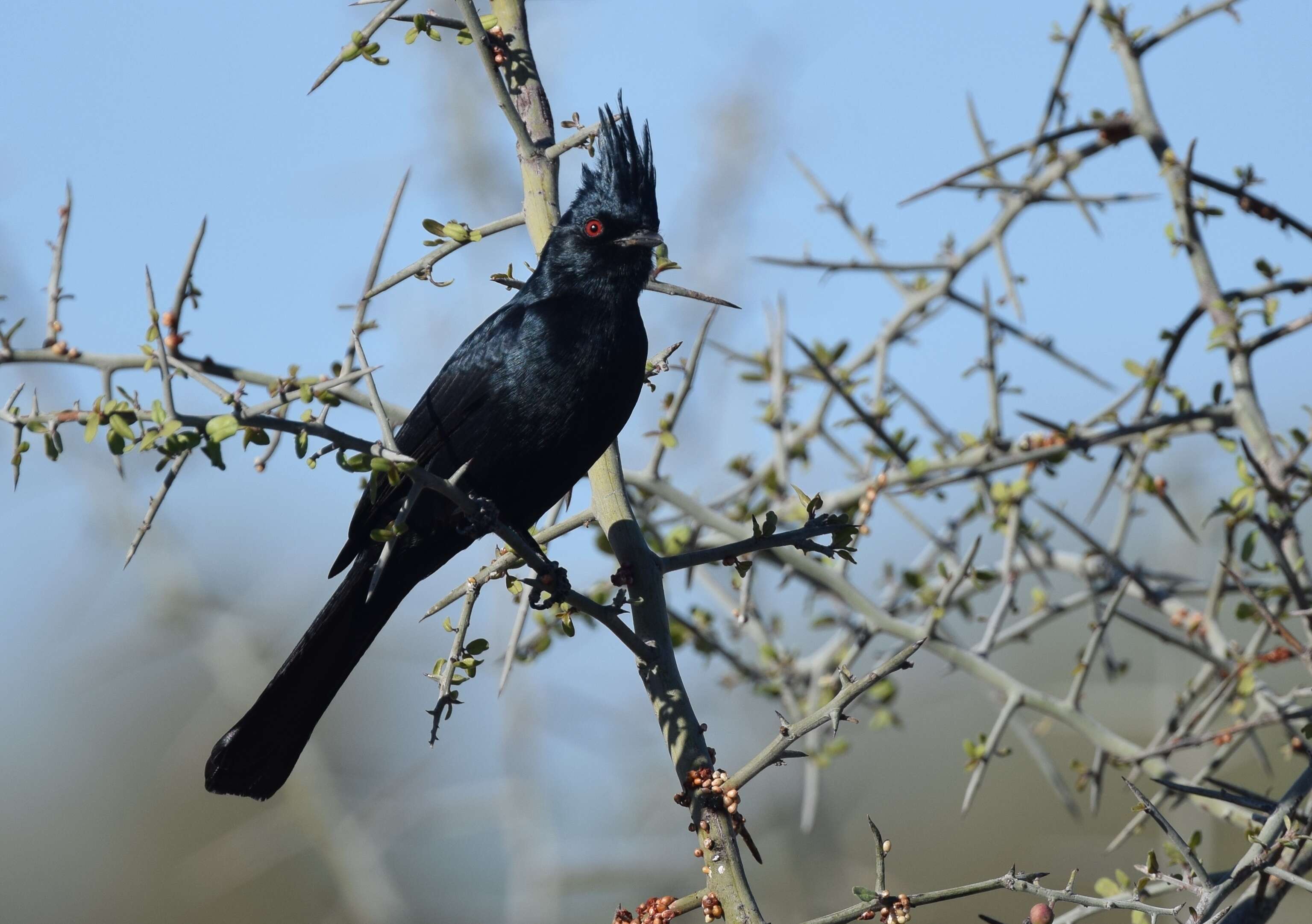 Phainopepla Baird & SF 1858的圖片