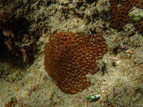 Image of Crisp Pillow Coral