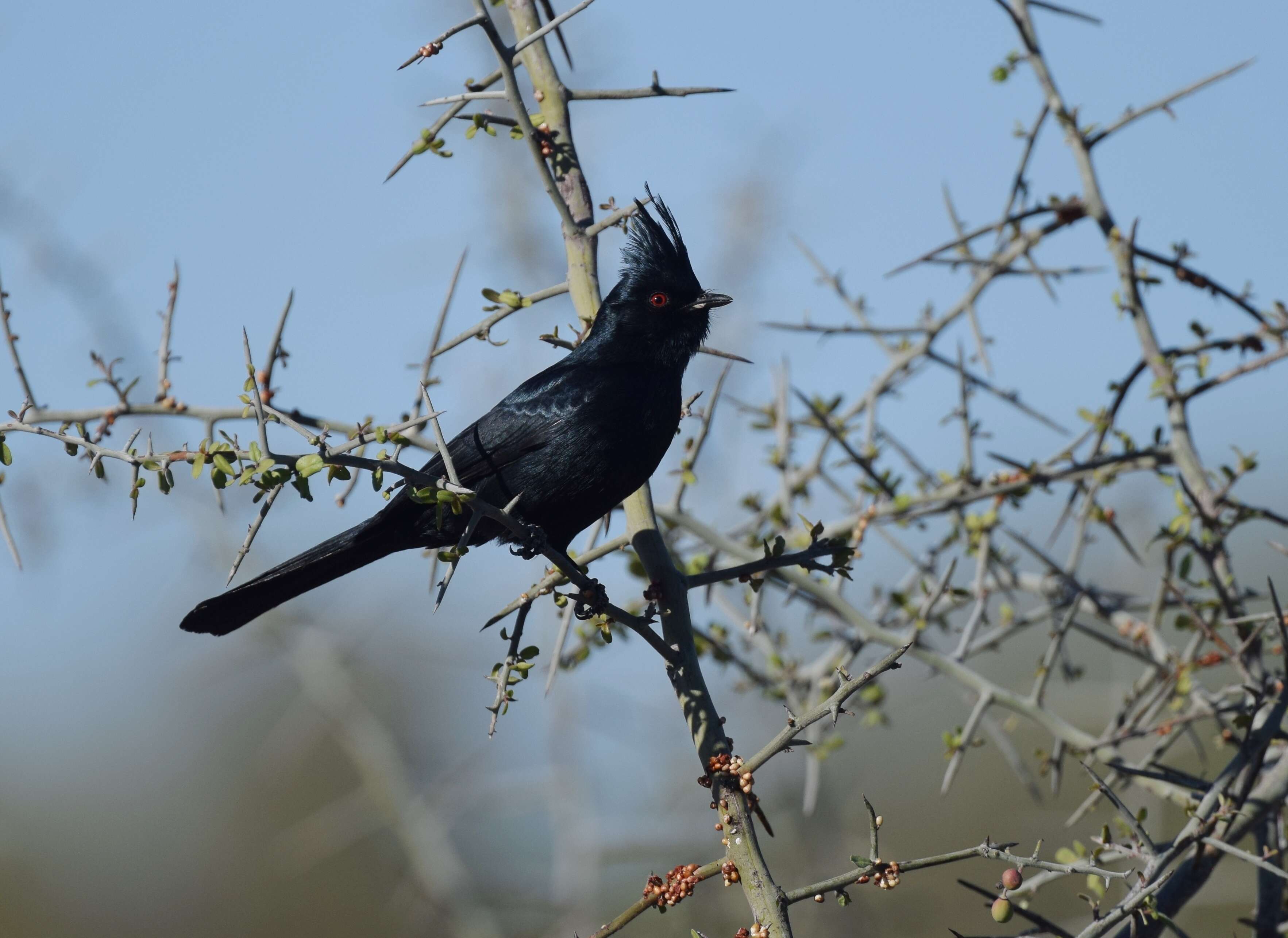 Image of Phainopepla Baird & SF 1858