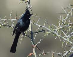 Image of Phainopepla Baird & SF 1858