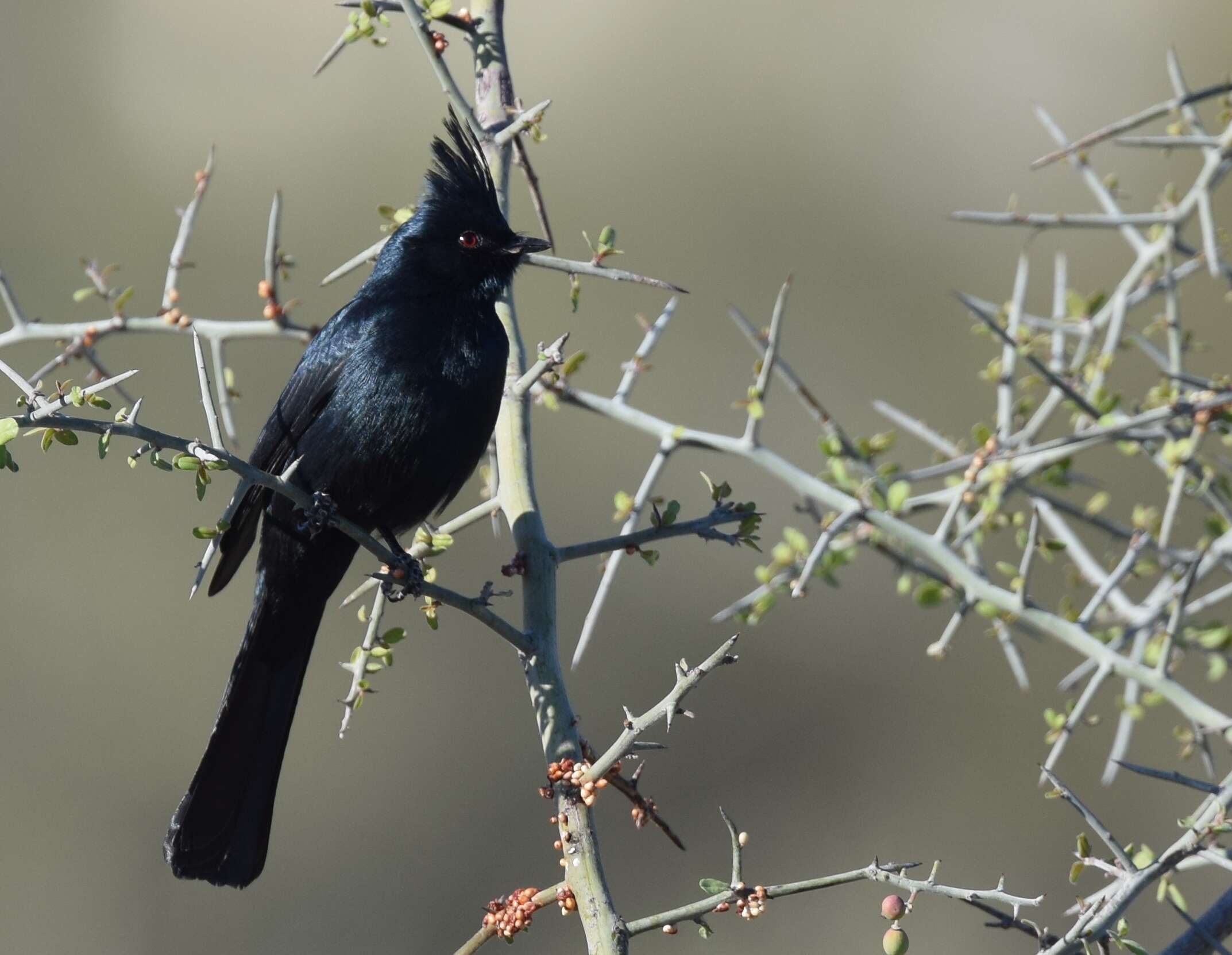 Image of Phainopepla Baird & SF 1858