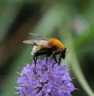 Sericomyia superbiens (Muller 1776) resmi