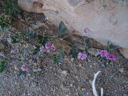 Image of Indigofera auricoma E. Mey.