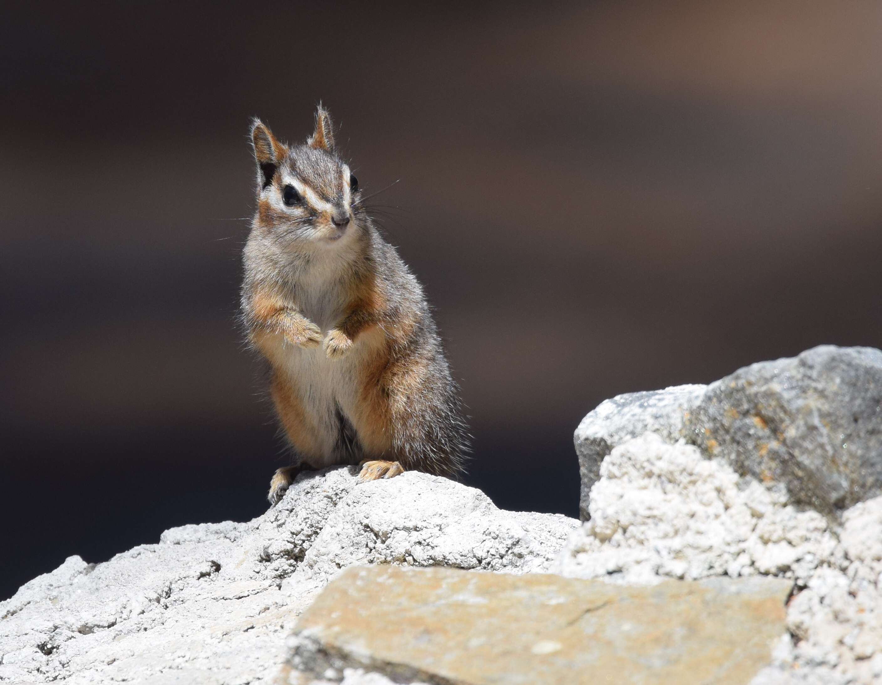 Image of Cliff Chipmunk