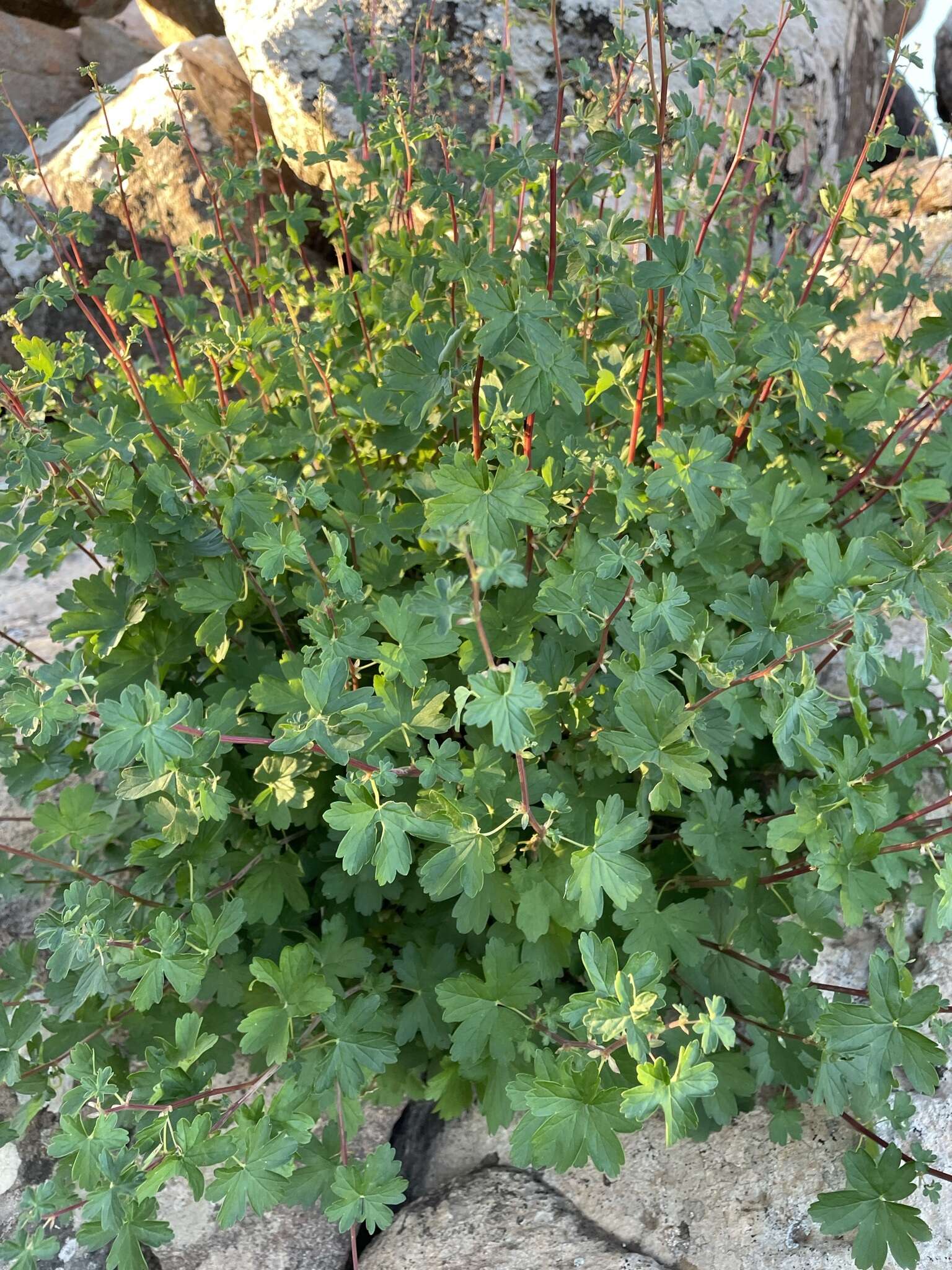 Image of Pelargonium antidysentericum subsp. inerme A. G. Scheltema