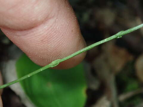 Image de Bartonia paniculata subsp. paniculata