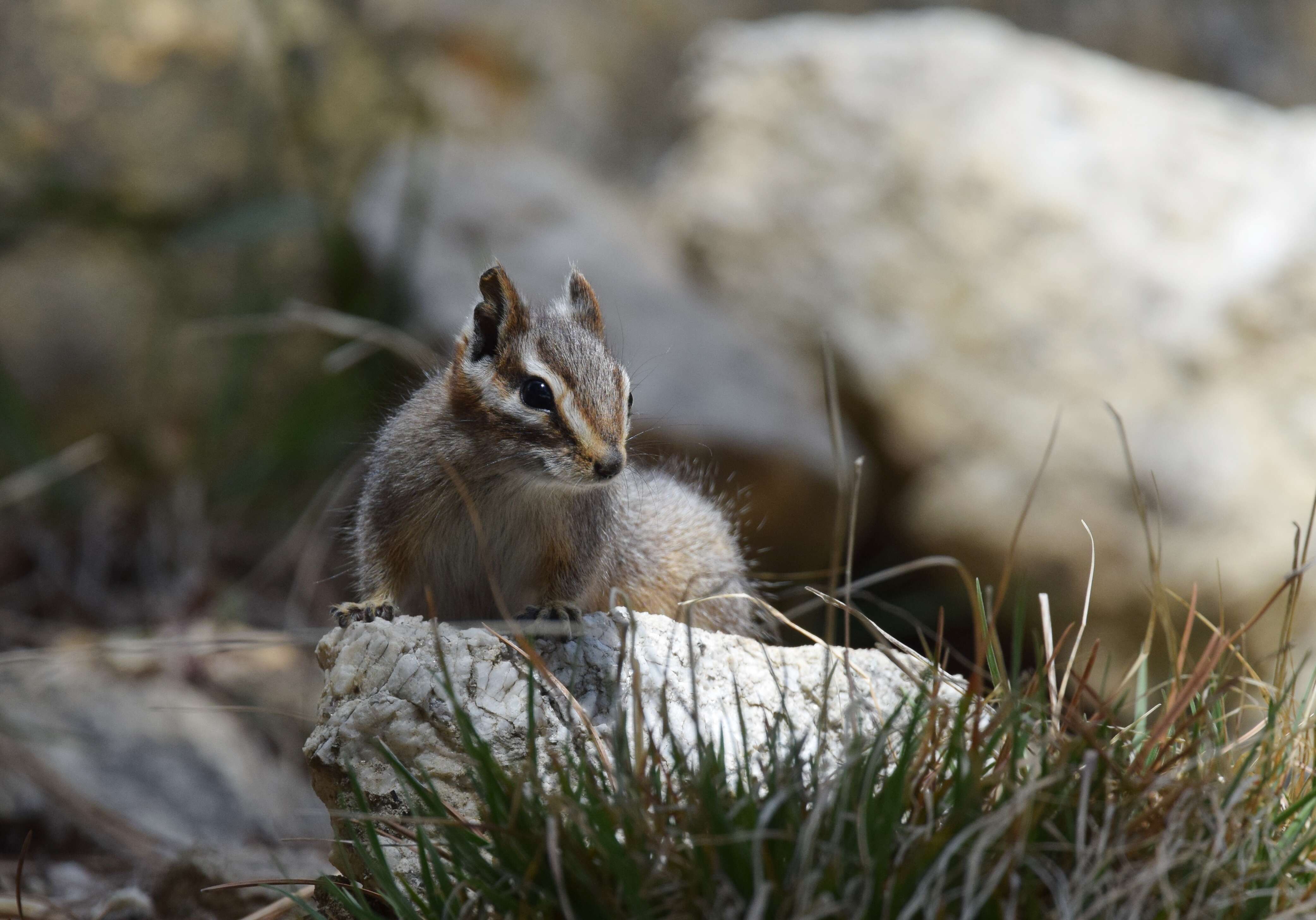 Image of Cliff Chipmunk