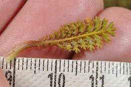 صورة Leptinella squalida subsp. mediana (D. Lloyd) D. G. Lloyd & C. J. Webb