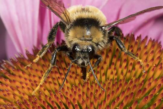 Image of Northern Amber Bumble Bee