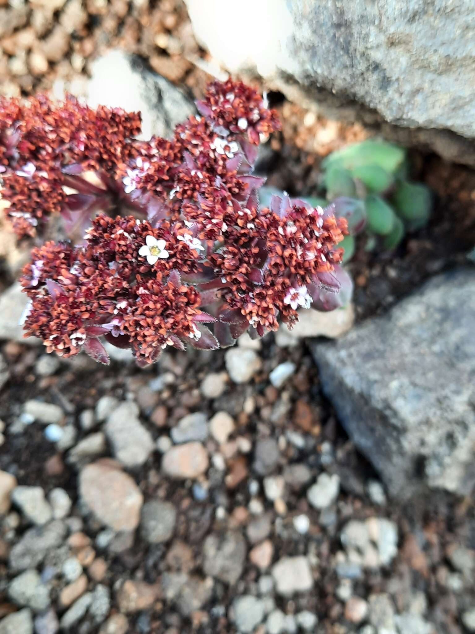 Image of Crassula natalensis Schönl.