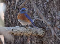 Image of Mountain Bluebird