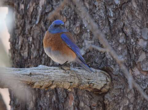 Image of Mountain Bluebird