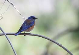 Image of Mountain Bluebird