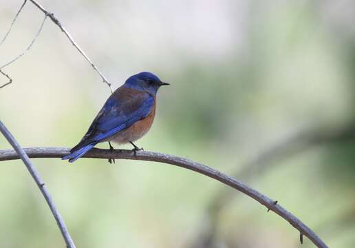 Image of Mountain Bluebird