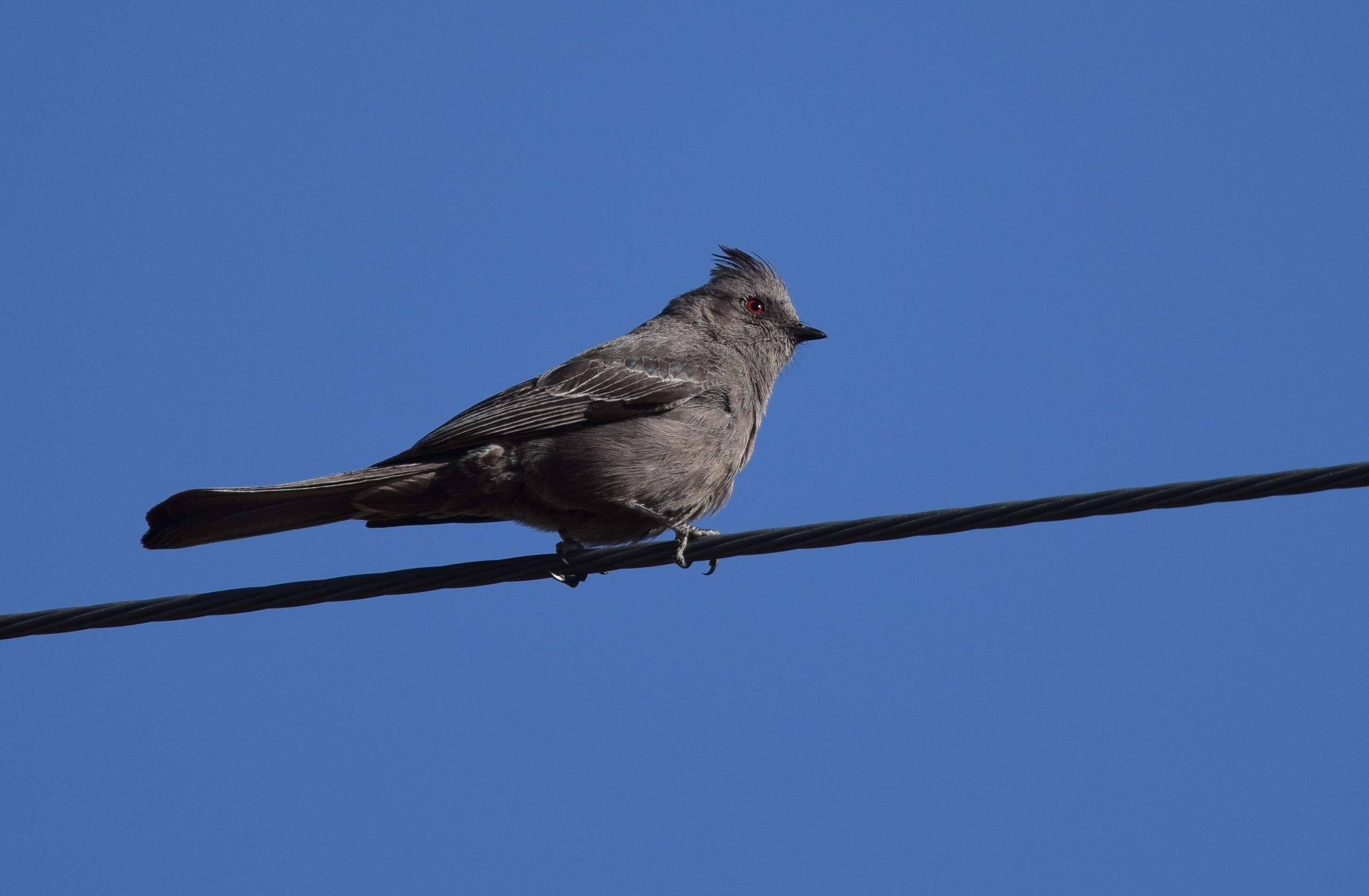 Phainopepla Baird & SF 1858的圖片