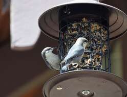 Image of Brown-headed Nuthatch