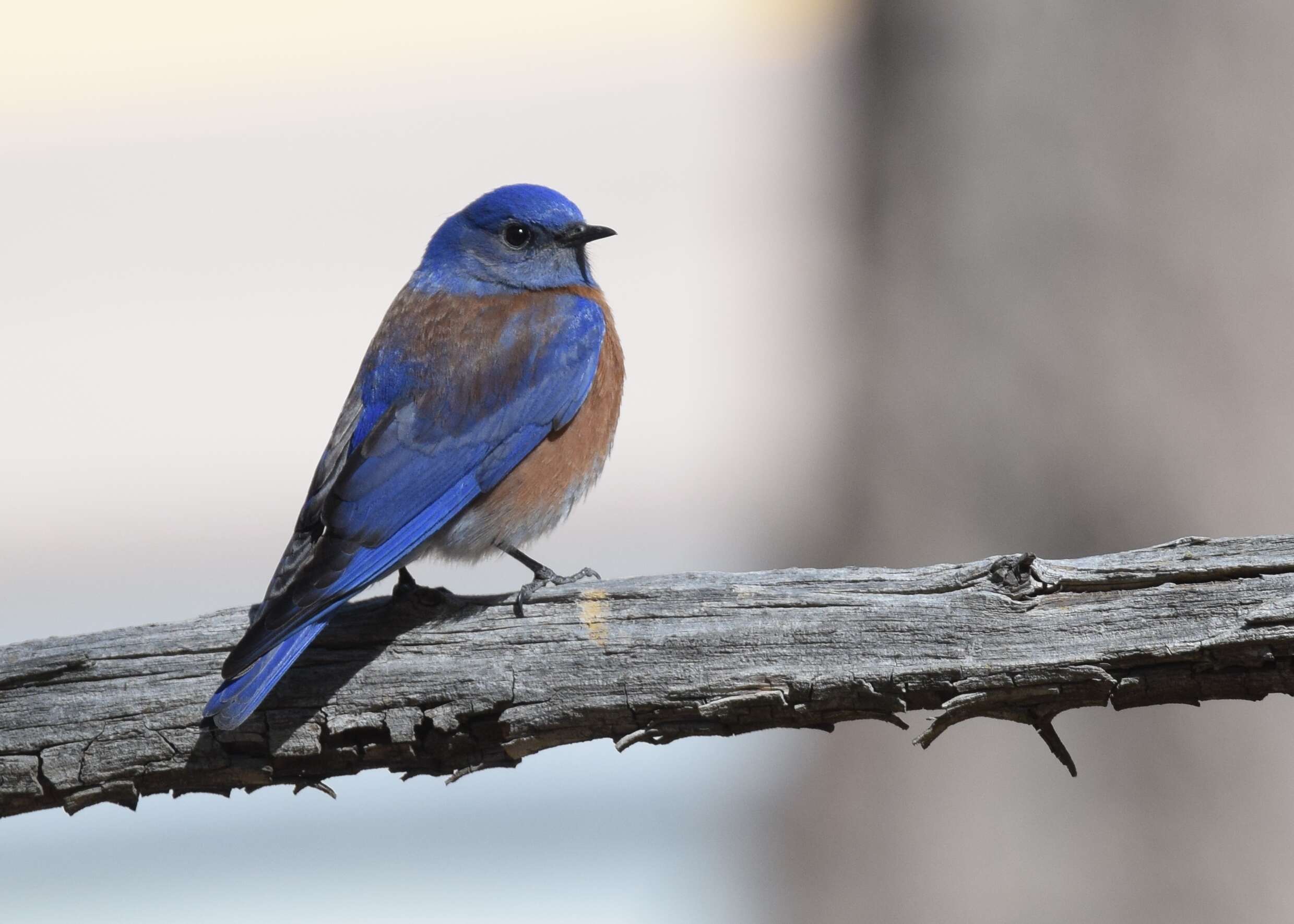 Image of Mountain Bluebird