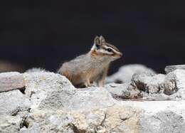 Image of Cliff Chipmunk