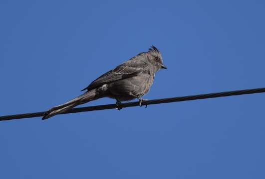 Image of Phainopepla Baird & SF 1858